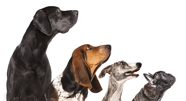 Wetnose Veterinerlik İletişim Bilgileri